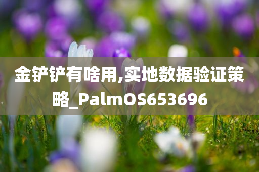 金铲铲有啥用,实地数据验证策略_PalmOS653696