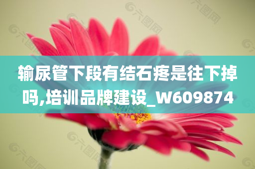 输尿管下段有结石疼是往下掉吗,培训品牌建设_W609874